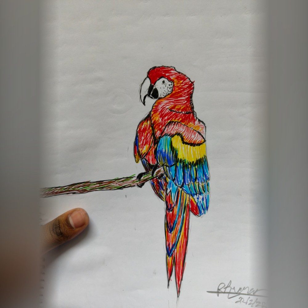 An calm parrot, photo by Varunssketchlab on the wall