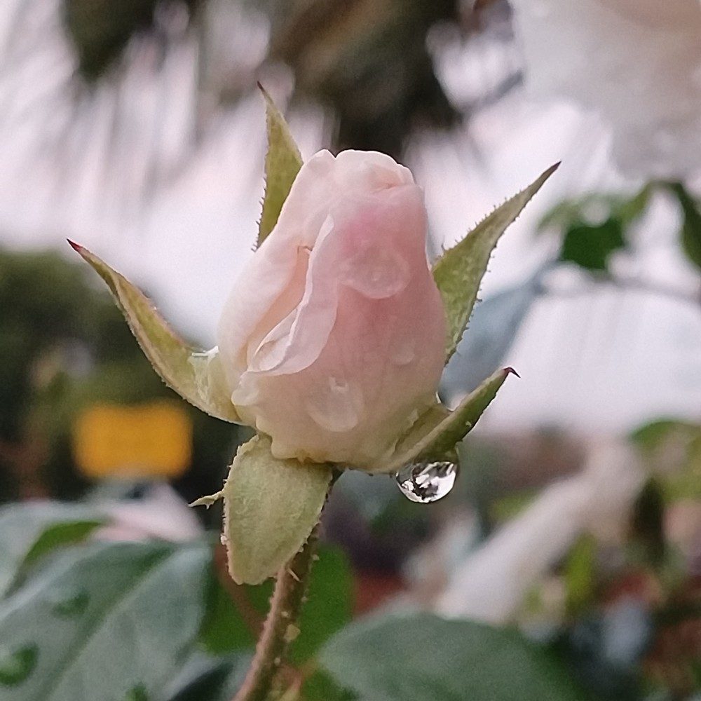 Pink Rose, photo by Tiny on the wall