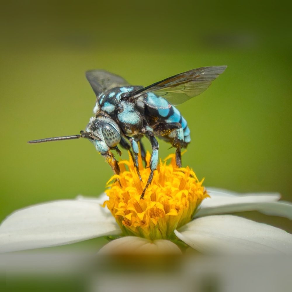 Neon Cuckoo-bee (aka Himalayan Cloak & dagger bee), photo by fotos_sg on the wall · WallPixelArt Photography